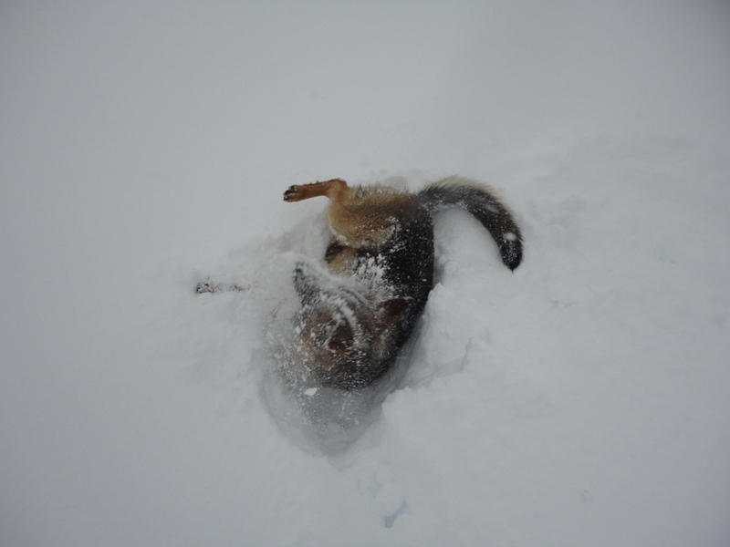 Ecolia : On dirait qu'elle aime la neige!