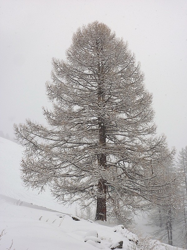 #3 auprès de mon arbre..... : Il neige toujours. auprès de mon arbre..... : Il neige toujours.