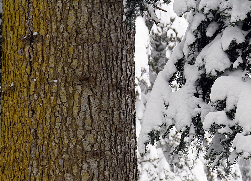 #15 Roches Rousses : forêt de Chartreuse 9 Roches Rousses : forêt de Chartreuse 9