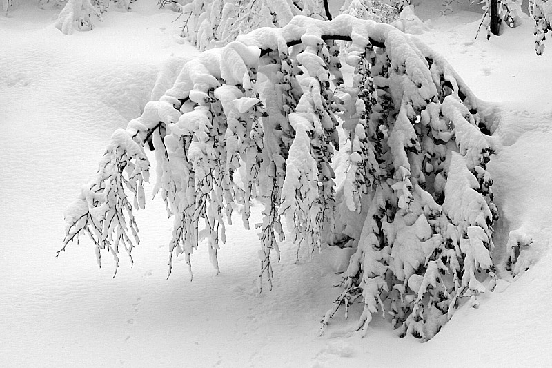 #16 Roches Rousses : forêt de Chartreuse 7 Roches Rousses : forêt de Chartreuse 7