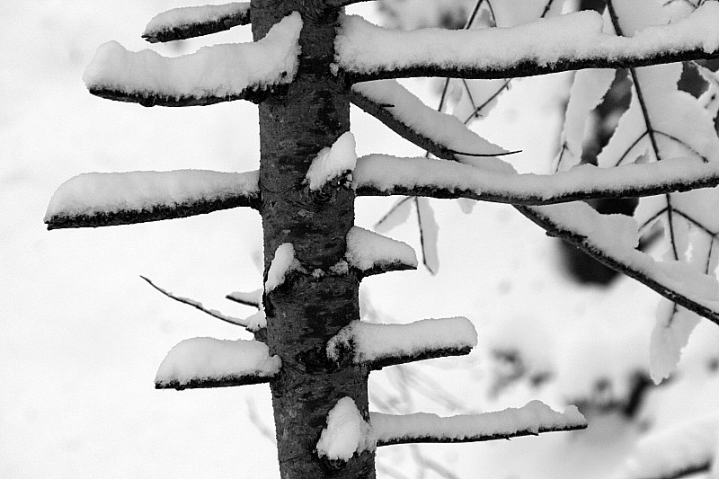 #3 Roches Rousses : forêt de Chartreuse 3 Roches Rousses : forêt de Chartreuse 3