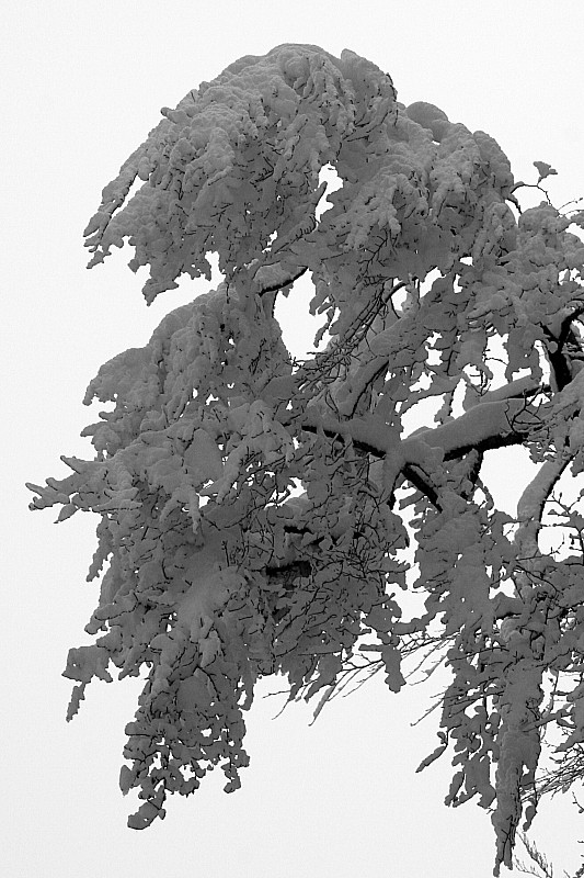 #2 Roches Rousses : forêt de Chartreuse 2 Roches Rousses : forêt de Chartreuse 2