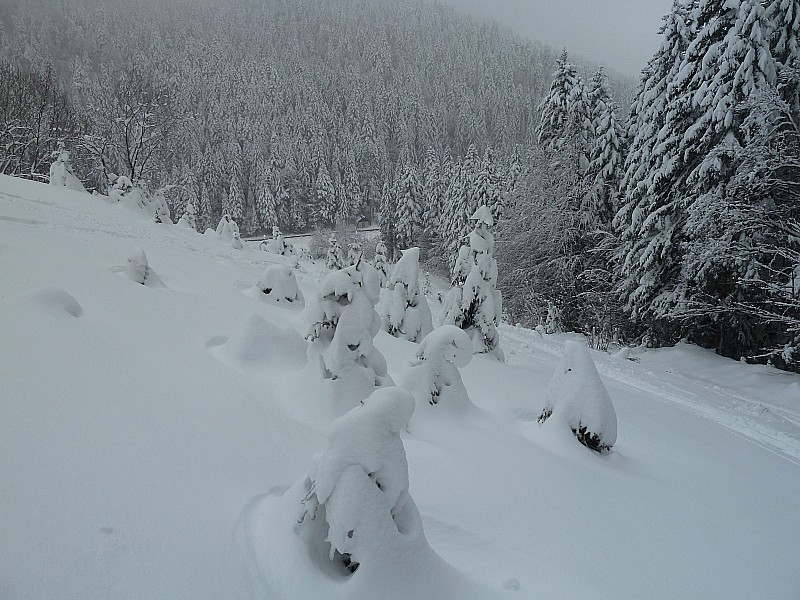#2 Champ au dessus du chalet : De la neige jusqu Champ au dessus du chalet : De la neige jusqu'en bas