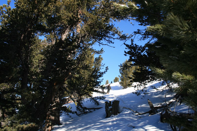 #4 Dans le bois de Jalavez : des pins cembros multi centenaires. Dans le bois de Jalavez : des pins cembros multi centenaires.