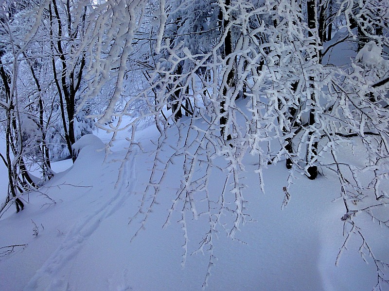 #1 forêt : La forêt de chartreuse blanche, comme on l forêt : La forêt de chartreuse blanche, comme on l'aime !