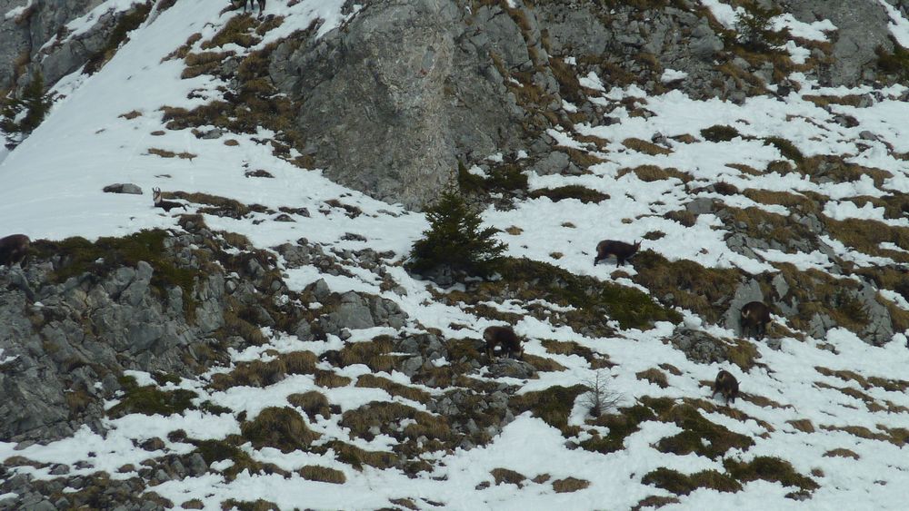 #17 Chamois : avec une saison aussi seche, la faune a surement moins souffert.... mais nous plus !!! Chamois : avec une saison aussi seche, la faune a surement moins souffert.... mais nous plus !!!