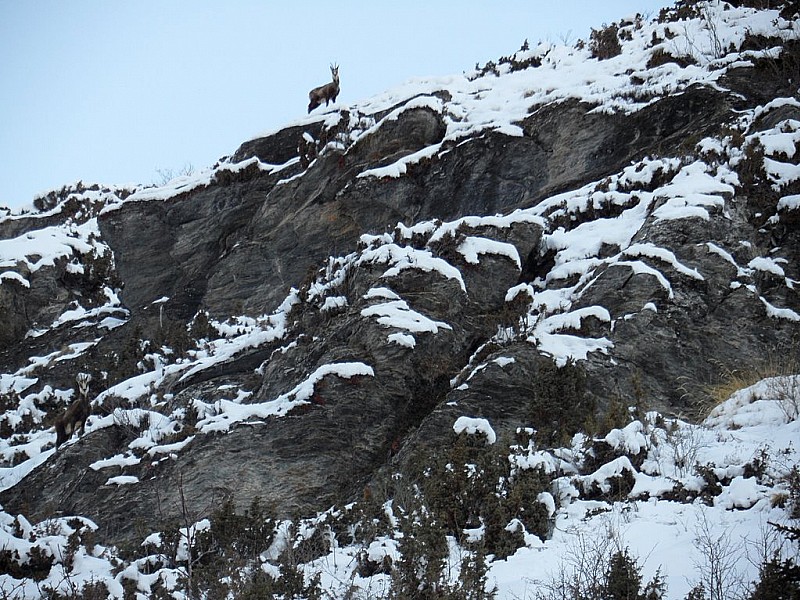 #1 Chamois : Des terrines sur pattes : la journée commence bien :) Chamois : Des terrines sur pattes : la journée commence bien :)