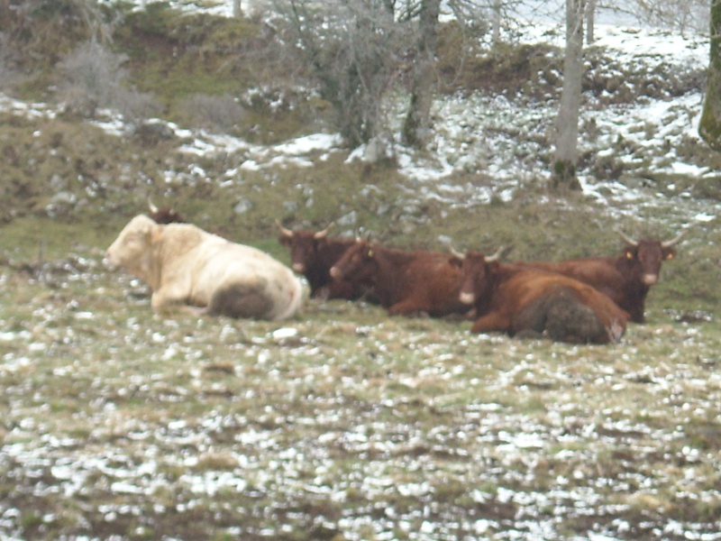 #12 troupeau de salers : et le taureau au milieu de tout ça!! troupeau de salers : et le taureau au milieu de tout ça!!