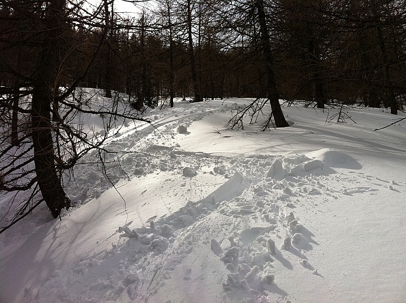 #17 Poudre dans la foret : Poudre dans la foret, un peu plus lourde, mais en travaillant bien avec les cuisses c Poudre dans la foret : Poudre dans la foret, un peu plus lourde, mais en travaillant bien avec les cuisses c'est un régal