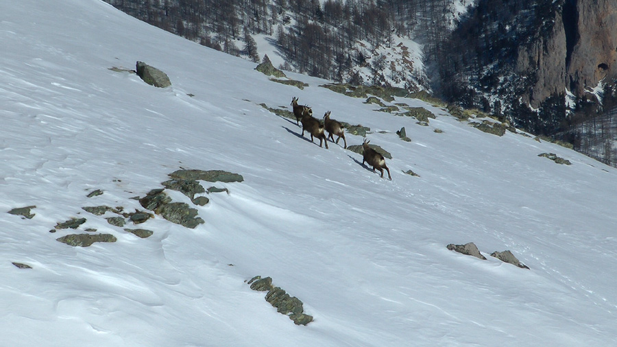 De nombreux chamois nous accompagnent sur ces versants ensoleillés