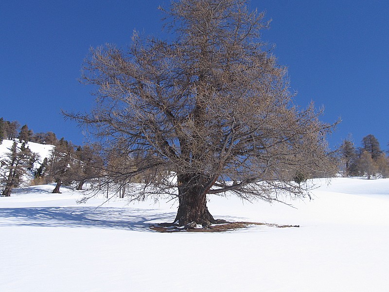 #3 arbre a casse croute arbre a casse croute