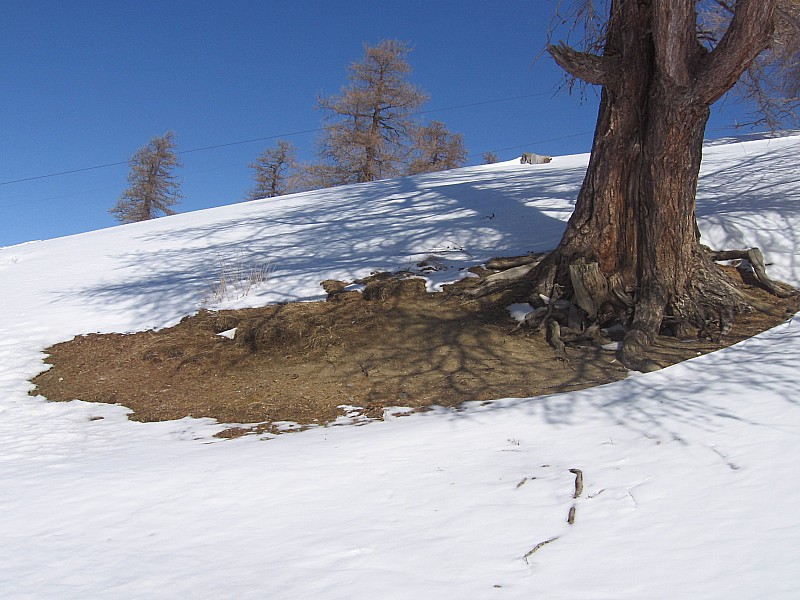 #7 arbre a sieste arbre a sieste