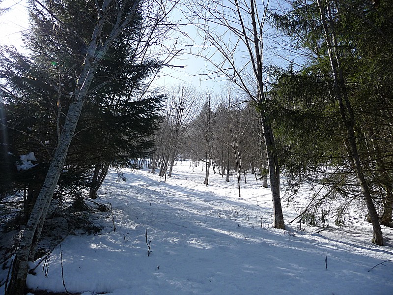 #10 Clairière : on ne dirait pas mais c Clairière : on ne dirait pas mais c'est poudreux et le ski est bon...