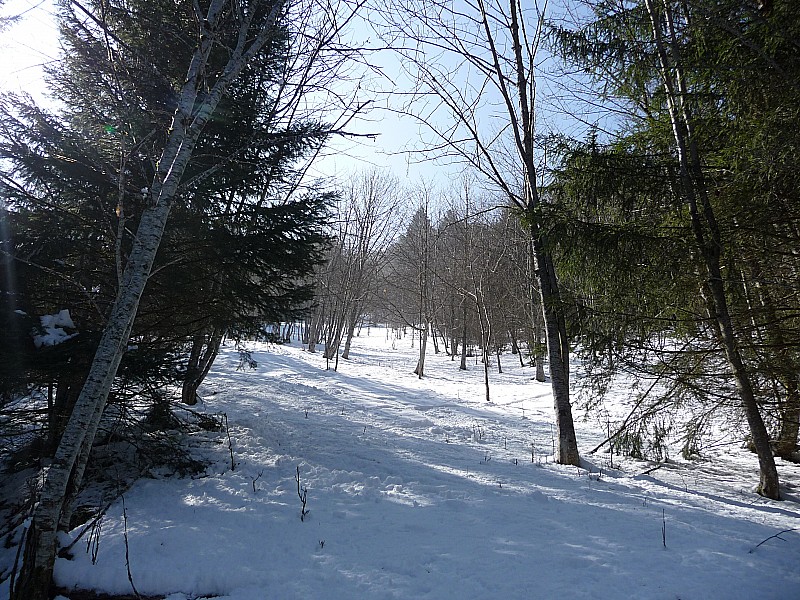 Clairière : on ne dirait pas mais c'est poudreux et le ski est bon...