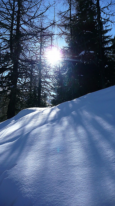 #1 Bientôt sortis de la forêt : Vers 1800m d Bientôt sortis de la forêt : Vers 1800m d'altitude