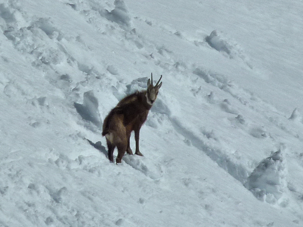 #24 Le Gardien de la Brêche : Un des très nombreux chamois aperçus ce jour. Le Gardien de la Brêche : Un des très nombreux chamois aperçus ce jour.