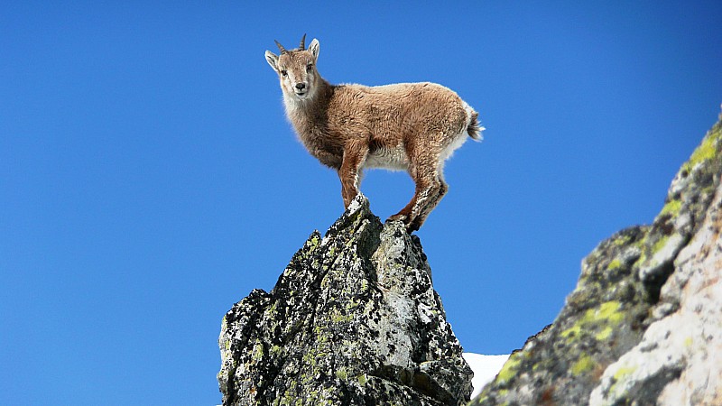 #6 Pas seule ... : Le petit s Pas seule ... : Le petit s'exerce à la grimpe !