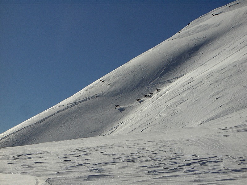 #1 Les Parias : Les chamois en action Les Parias : Les chamois en action