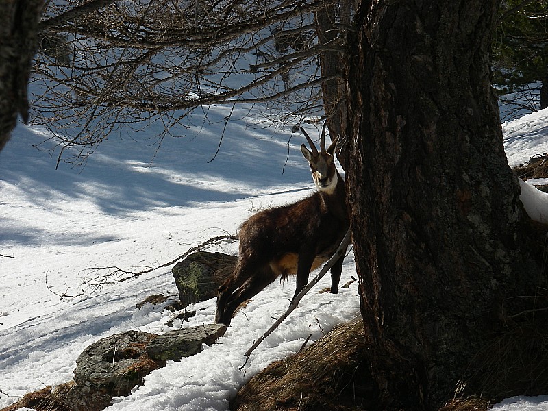 #10 Chamois trés curieux : j Chamois trés curieux : j'ai l'impression qu'on la dérangé en plein repas...