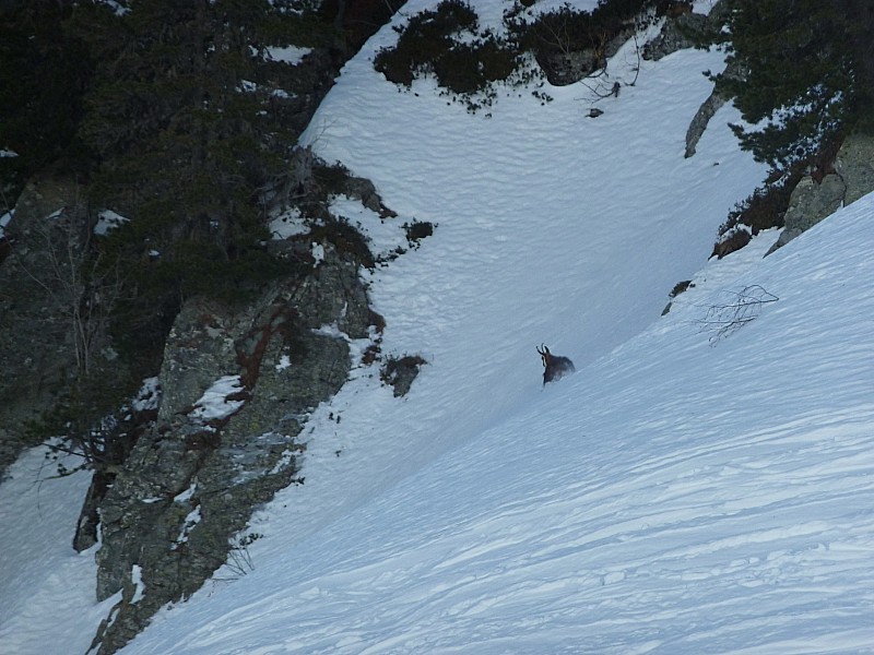 #14 Le chamois : surpris, il détale à 4 pattes Le chamois : surpris, il détale à 4 pattes