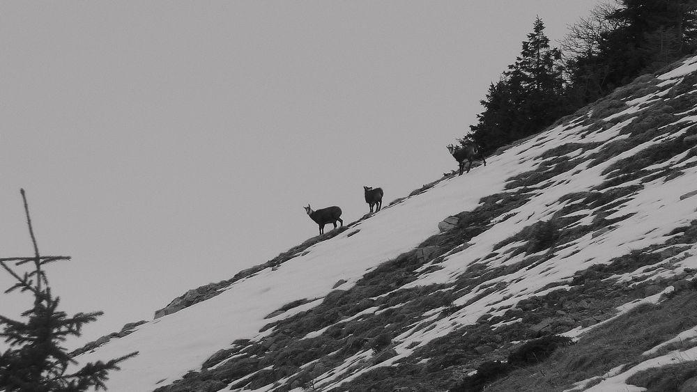 #5 Chamois : eux aussi ils se demandent ce qu Chamois : eux aussi ils se demandent ce qu'on fout ici !!!