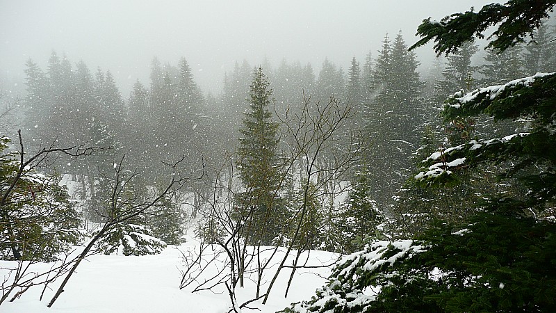 Chute de neige : De vrais flocons au-dessus de la forêt