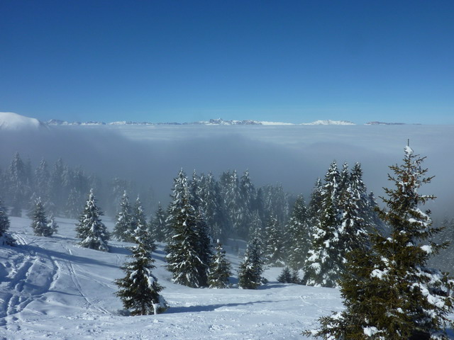 #1 sortie forêt : mer de nuages sortie forêt : mer de nuages