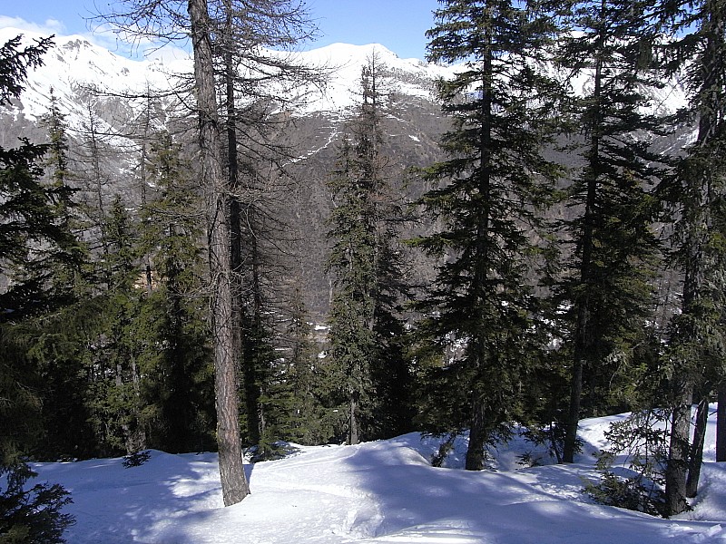 #3 en direction de la crête! : Superbe ambiance dans la foret en direction de la crête! : Superbe ambiance dans la foret