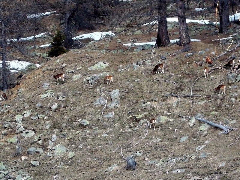 #1 mouflons : dans le reste de la grosse avalanche de 2009 mouflons : dans le reste de la grosse avalanche de 2009