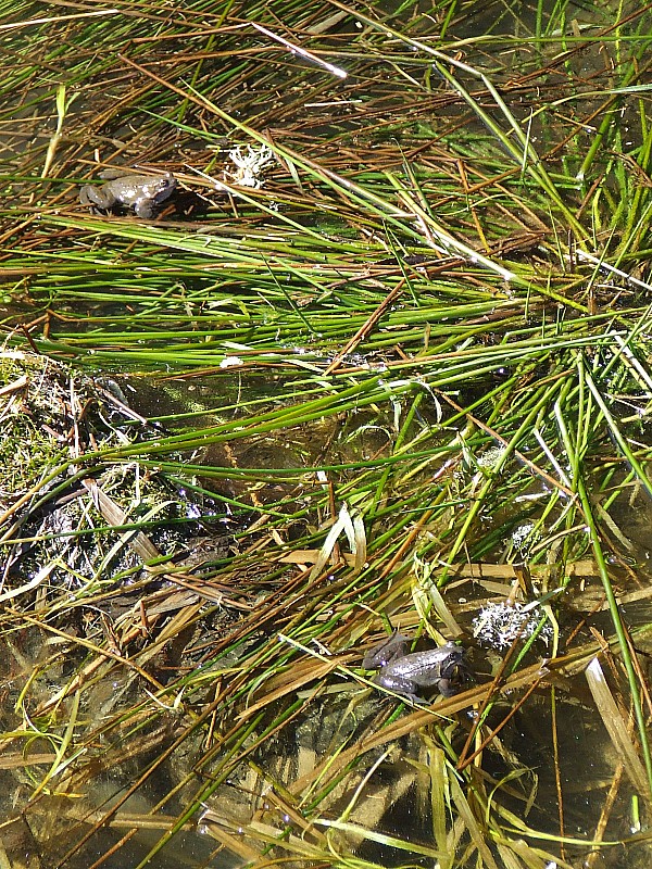 #5 Contraste : en attendant les morilles, les cuisses de grenouilles Contraste : en attendant les morilles, les cuisses de grenouilles