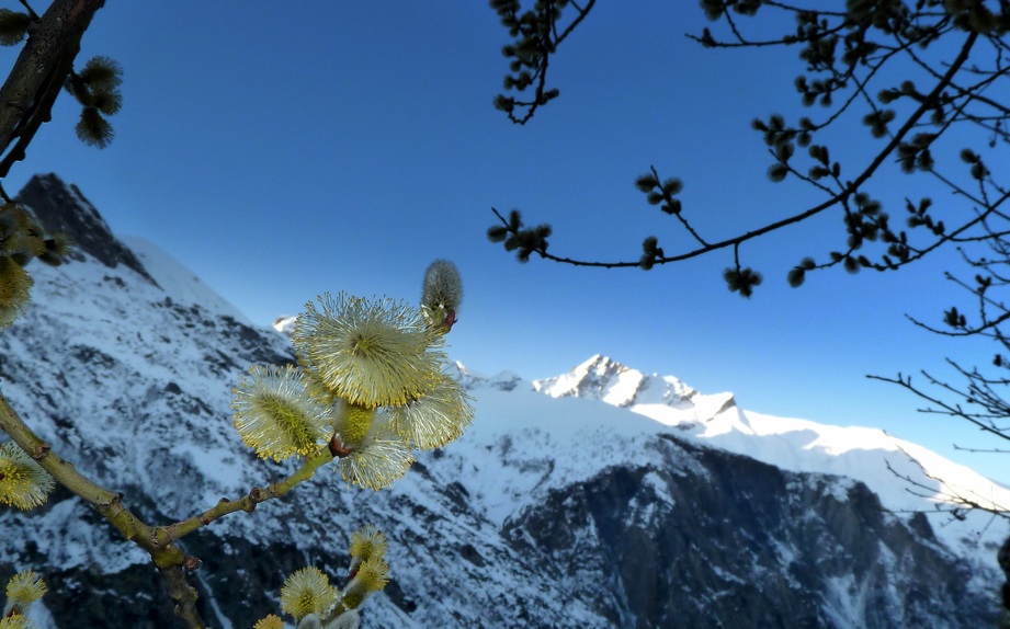 #2 Bourgeons : Printemps dans le Valgaudemar Bourgeons : Printemps dans le Valgaudemar