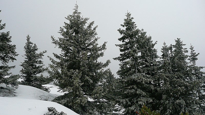 Un peu de neige toute fraîche : Au col Mauvernay