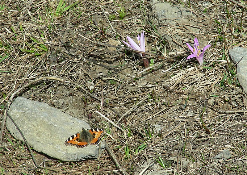 #12 Papillon et Crocus à la Saulce : Au déchaussage
La saison va ptêtre pas durer encore très longtemps... (croisé aussi un lézard un peu plus bas!) Papillon et Crocus à la Saulce : Au déchaussage
La saison va ptêtre pas durer encore très longtemps... (croisé aussi un lézard un peu plus bas!)