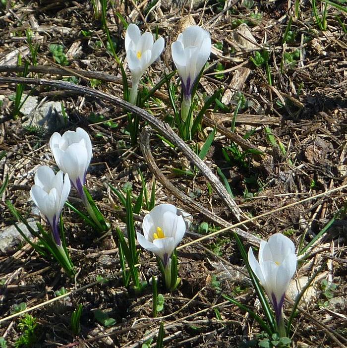 #23 Tapis : crocus Tapis : crocus