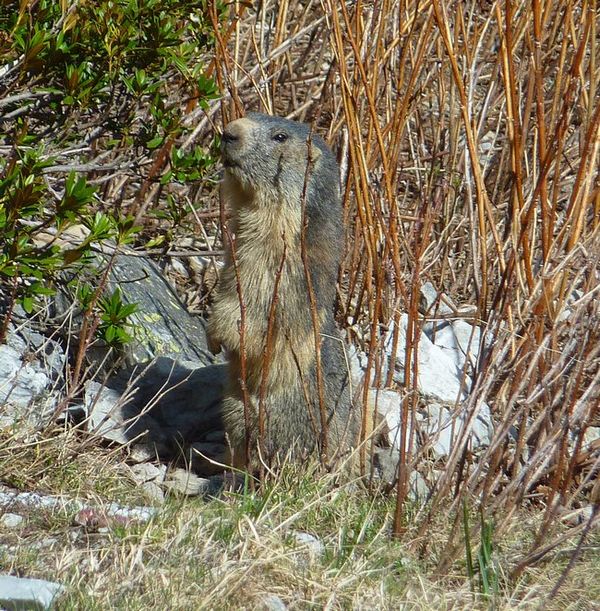 #21 Marmotte : Elles sont sorties Marmotte : Elles sont sorties