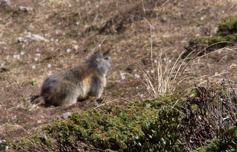 #11 Marmotte : Marmottes Marmotte : Marmottes