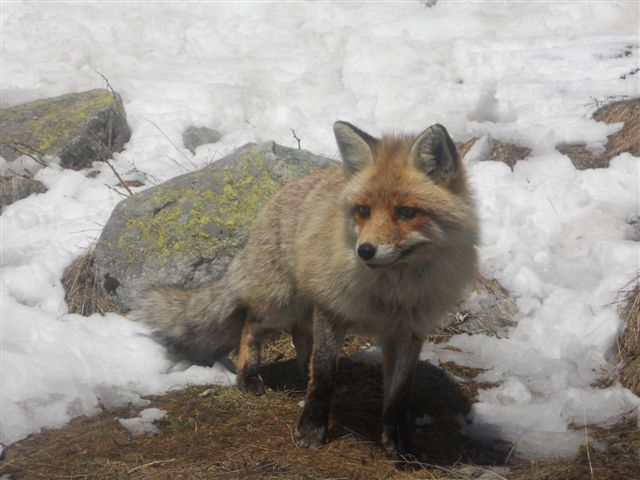 #13 qui c qui c'est??? : ben Foxy, le renard