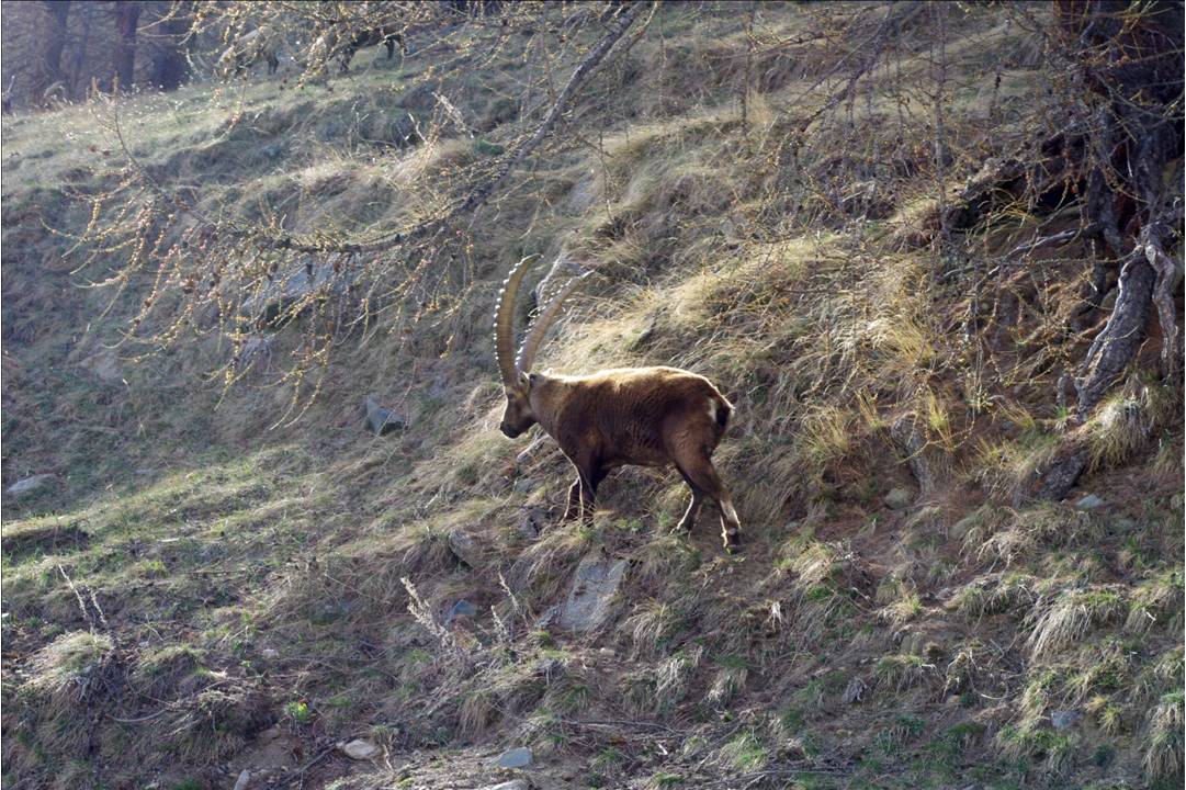 #8 Signature du Gran Pa : Comme un ambassadeur du lieu, le stambecco. On lui doit cet espace protégé rare. Signature du Gran Pa : Comme un ambassadeur du lieu, le stambecco. On lui doit cet espace protégé rare.