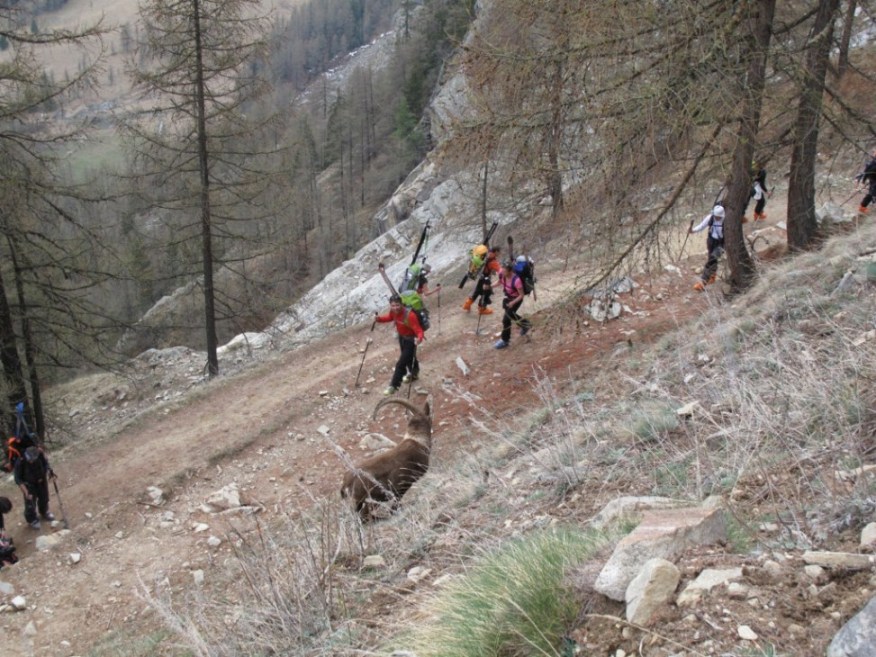 #3 Montée au refuge : Portage obligatoire mais chemin agréable
Un bouquetin fait payer le droit de passage Montée au refuge : Portage obligatoire mais chemin agréable
Un bouquetin fait payer le droit de passage