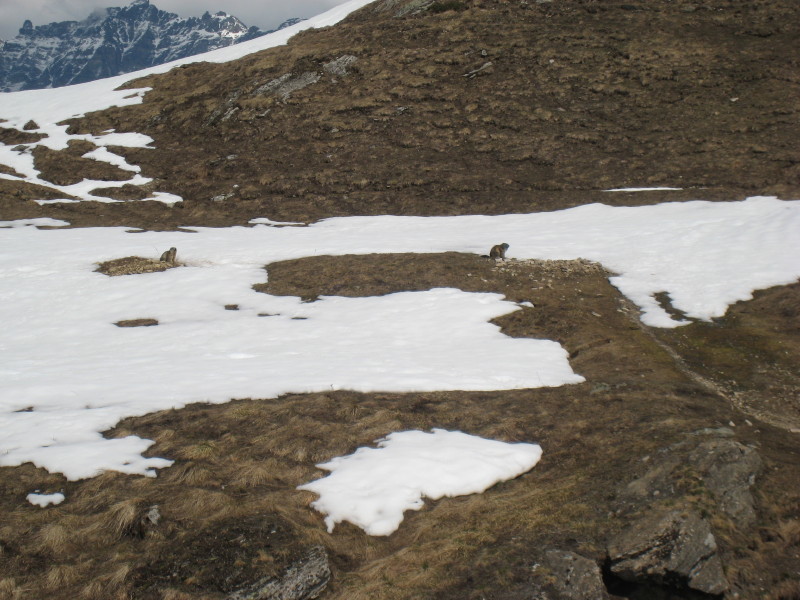 #10 Marmottes : en arrivant à Benevolo Marmottes : en arrivant à Benevolo
