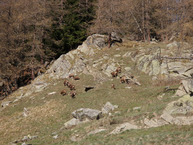 #2 pas farouches : chamois en masse pas farouches : chamois en masse