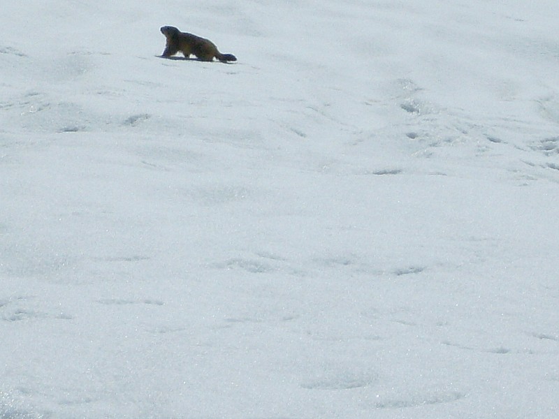 #6 faune : marmotte ... faune : marmotte ...