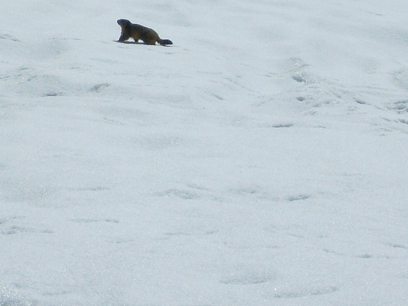 faune : marmotte ...