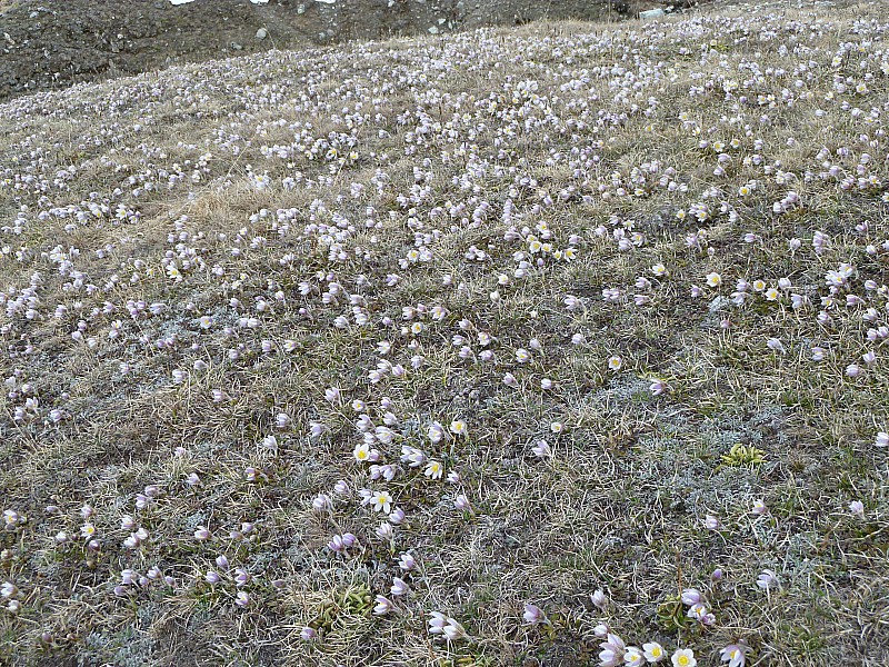 #8 Anemones : c Anemones : c'est le printemps du coté du refuge de la Femma