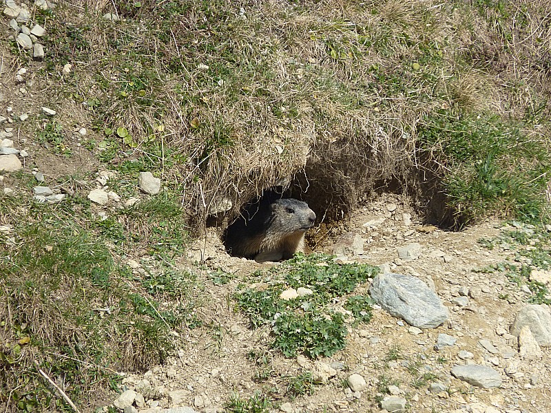 #17 Marmotte : Elles apprécient l Marmotte : Elles apprécient l'arrivée du soleil