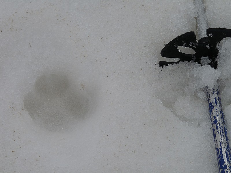 #13 Loup. : Y est-tu? Loup. : Y est-tu?