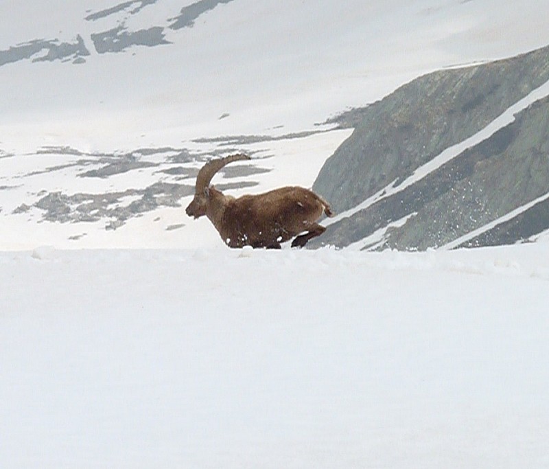 #11 Le bouquetin. : Pas mal non plus dans la neige! Le bouquetin. : Pas mal non plus dans la neige!