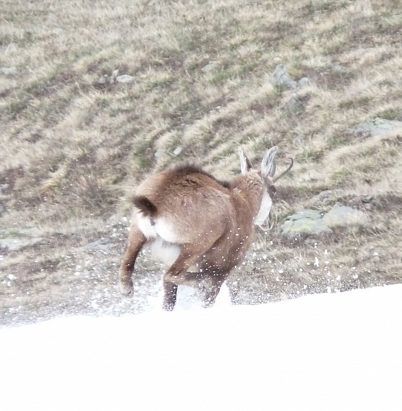 #2 Chamois. : En action. Chamois. : En action.