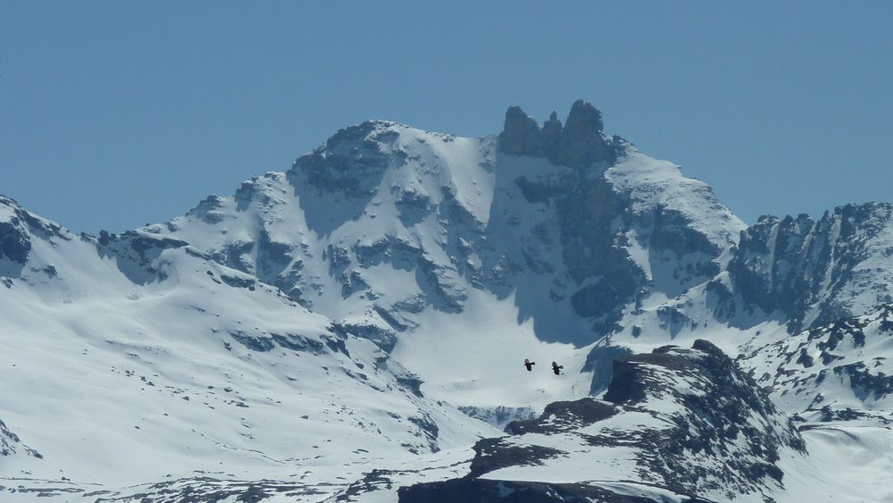 Dents d'Ambin couloir N : 2 oiseaux de mauvaise augure sur la photo...