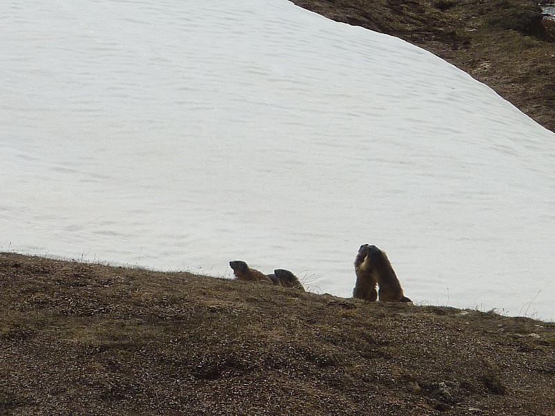 #6 Marmotte : Marmottes folles... Marmotte : Marmottes folles...